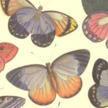 Mixed Butterfly Print Italian Paper ~ Leonardo Communication